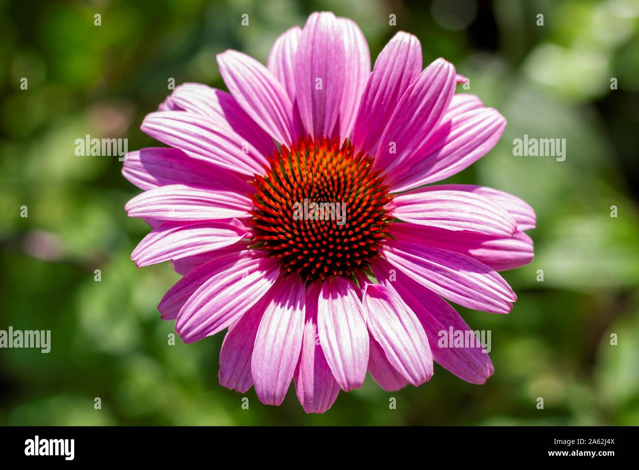 A top down portrait of a purple echinacea purpurea magnus superior. All details of the purple coneflower are visible. Stock Photo