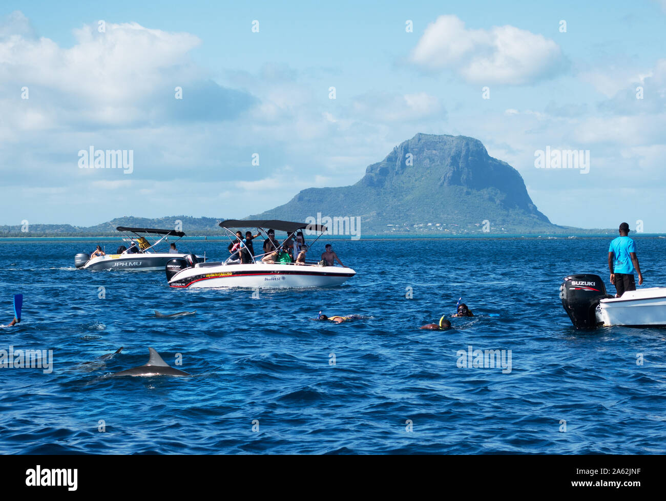Mauritius tourism; a group of tourists swimming with dolphins, Le Morne, Mauritius, Indian Ocean Stock Photo