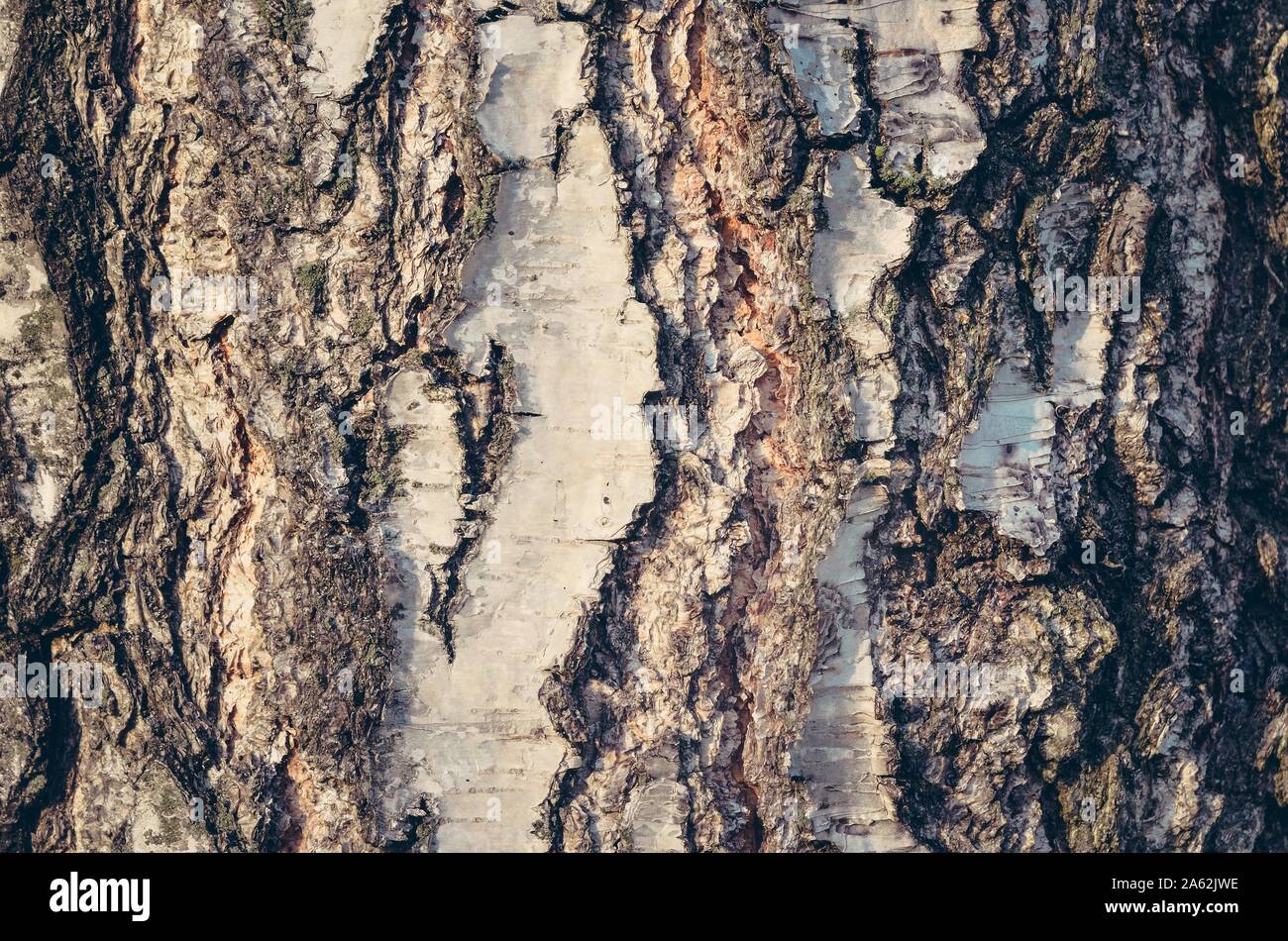 Natural forest background. Texture from the bark of a tree illuminated ...