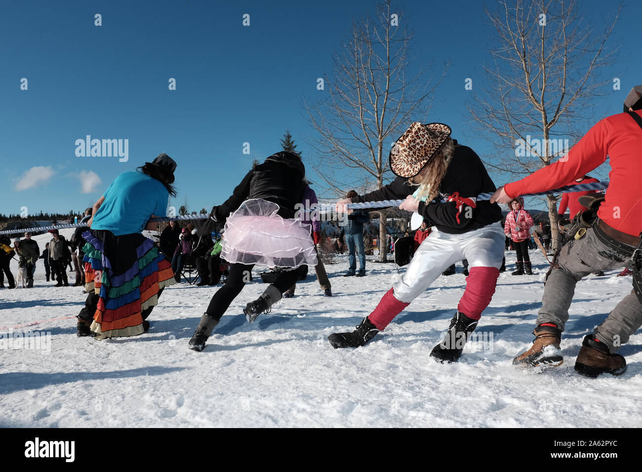 Yukon Sourdough Rendezvous winter festival tug of war participants in Whitehorse, Yukon. Stock Photo