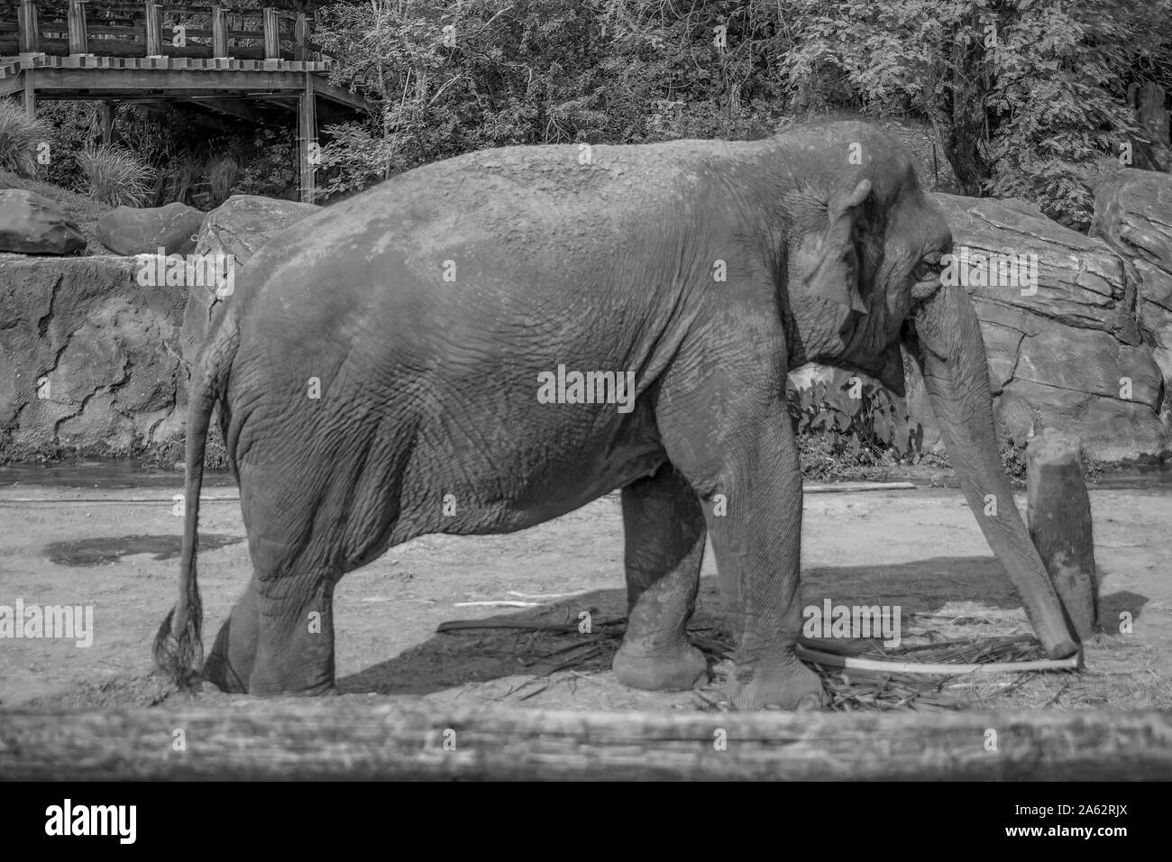 Busch gardens Black and White Stock Photos & Images - Alamy