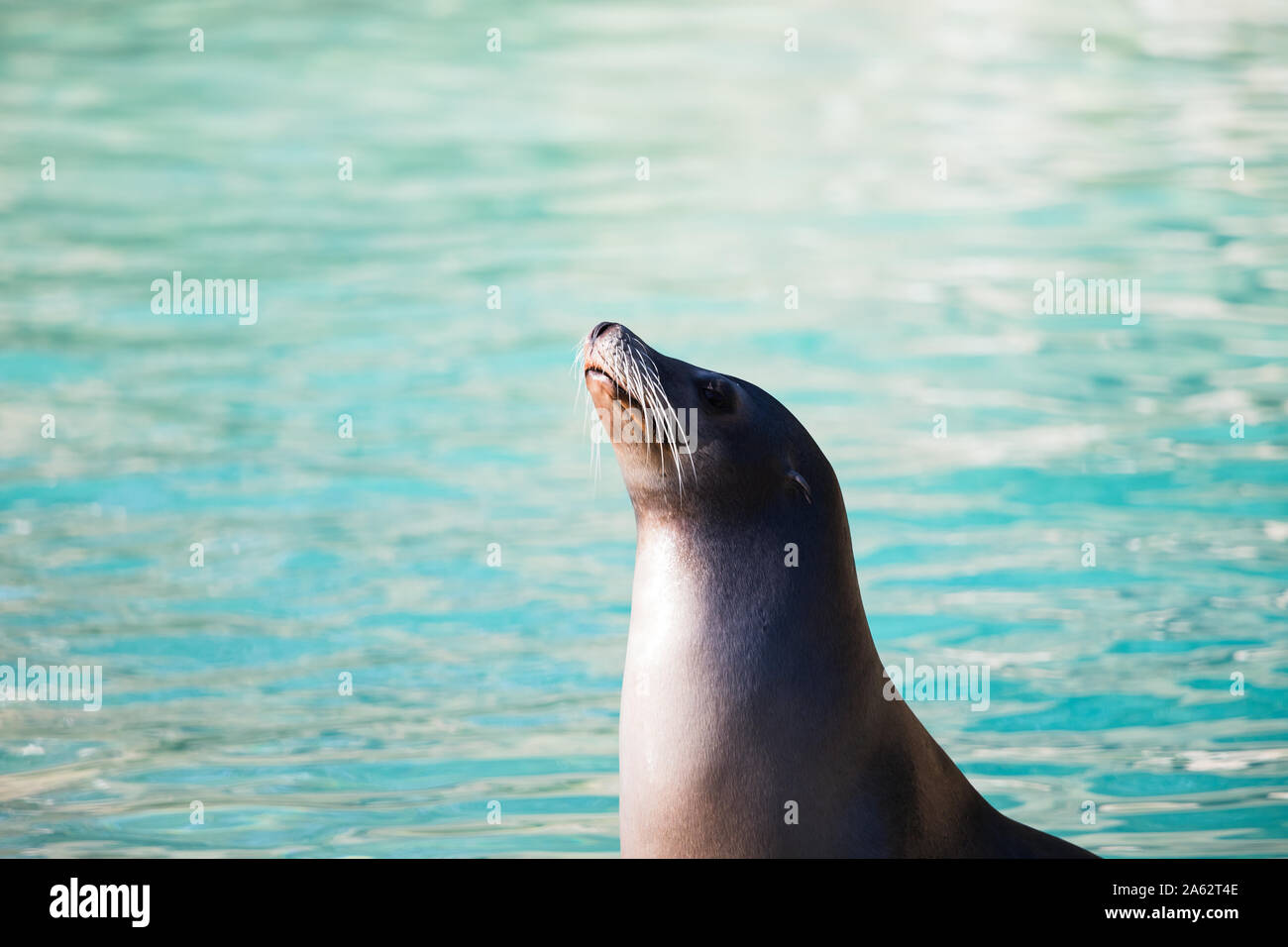 Californian sea lion focuses on something in the distance out of the cameras frame. Stock Photo