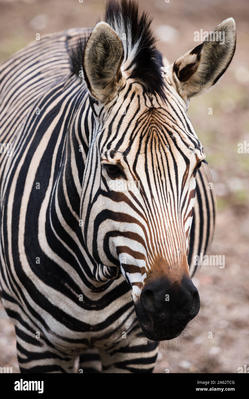 A frame filling image of a Hartmanns zebra as it faces towards the