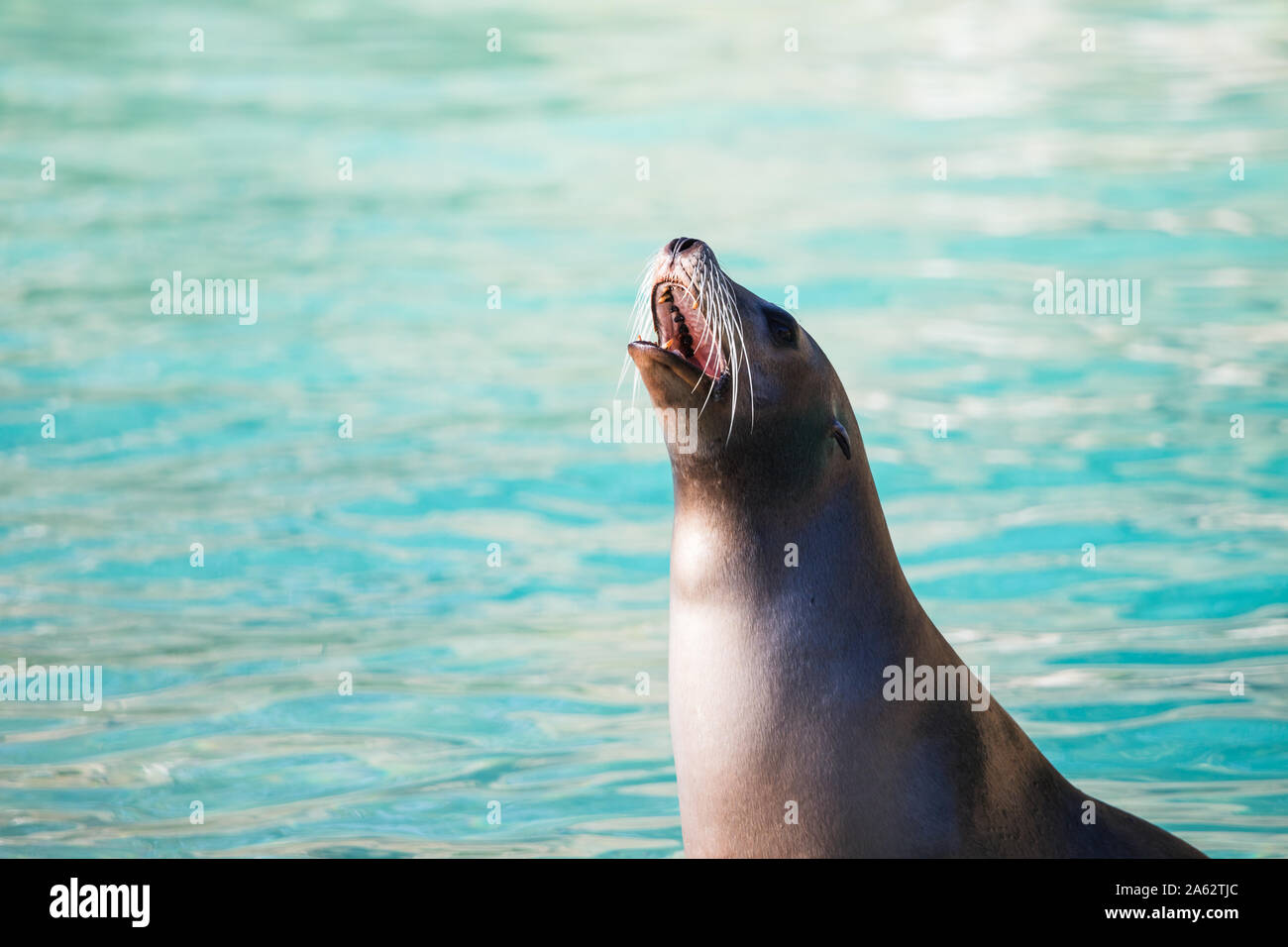 A Californian sea lion barks in front of the clear blue water. Stock Photo