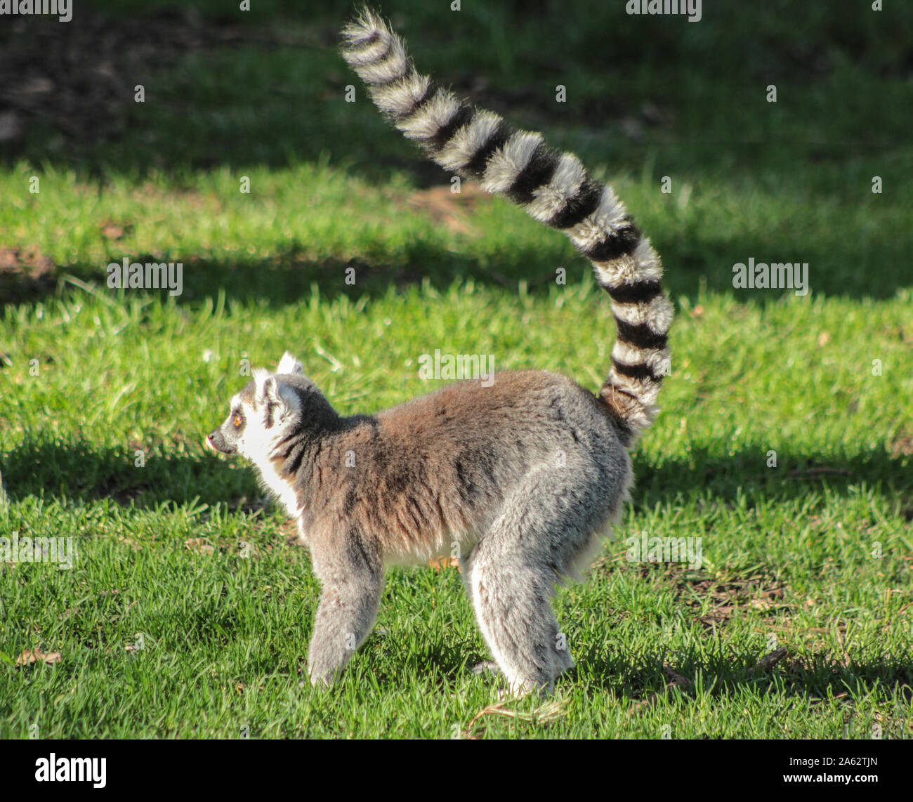 Ring-tailed lemur - Lemur catta Stock Photo - Alamy