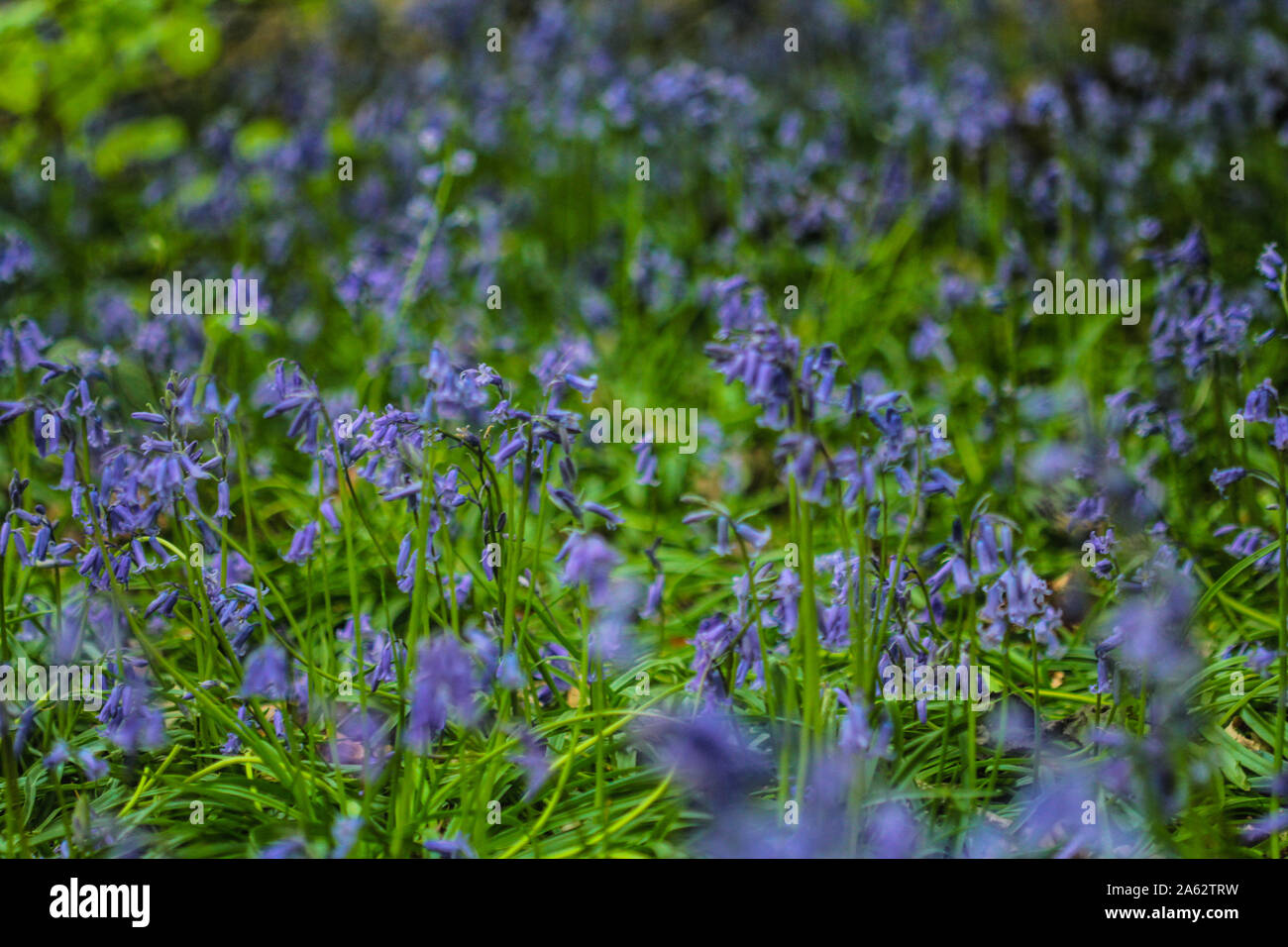 Bluebells in the woods in spring Stock Photo
