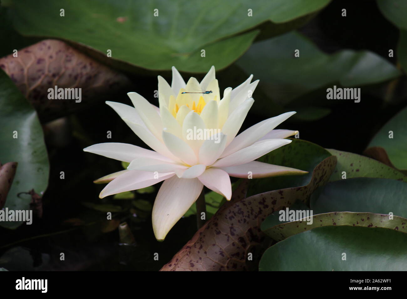 close up of a  white waterlily with a small dragonfly over it Stock Photo