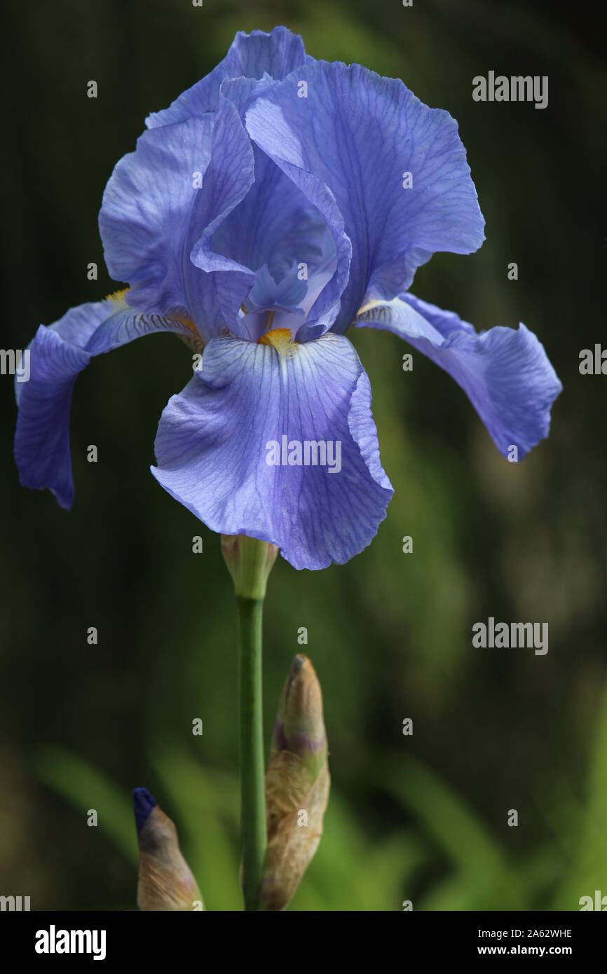 close up of a blue iris Stock Photo