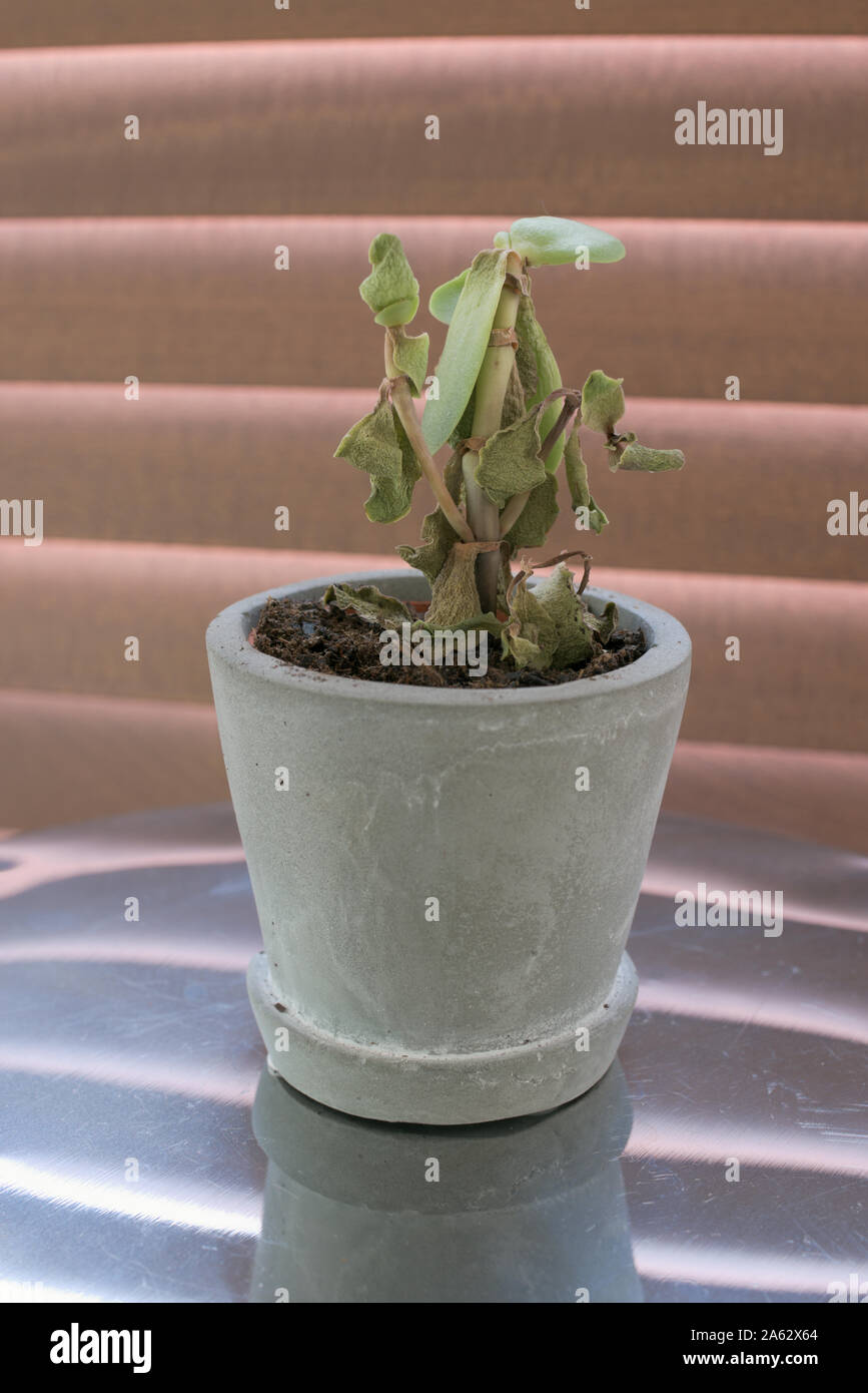 Dead succulent plant hires stock photography and images Alamy
