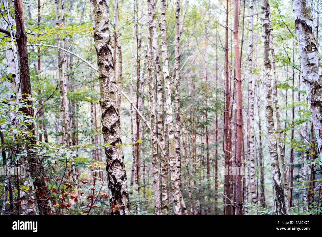 Birch trees in a forest Stock Photo - Alamy