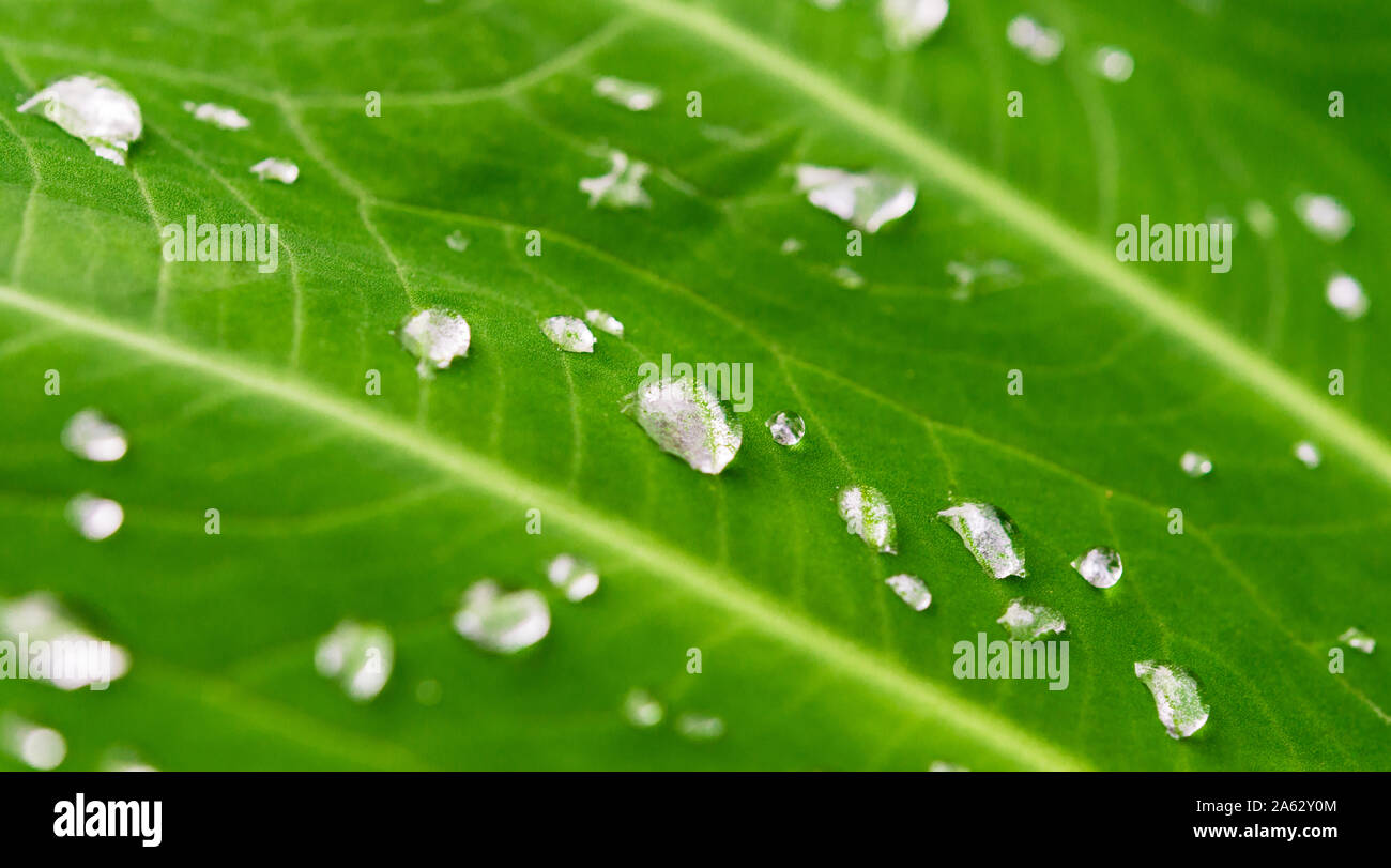 Colorful macro photo of water rain drops on a plant with green leaves ...