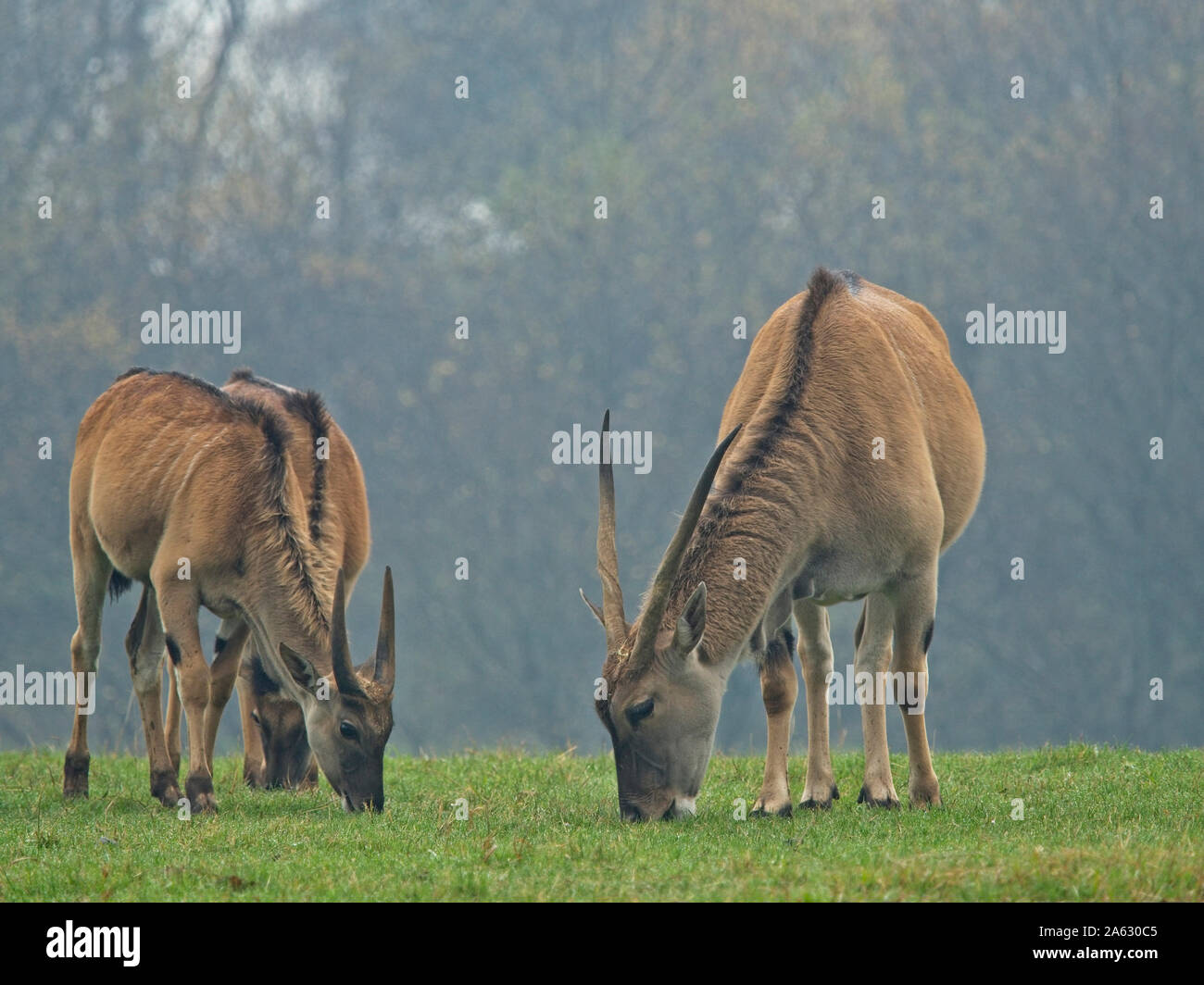 Eland Antelope (Taurotragus oryx) It is one of the largest antelopes, these animals are very difficult to approach. Stock Photo