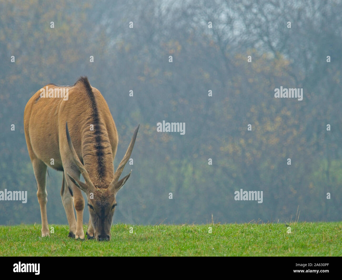 Eland Antelope (Taurotragus oryx) It is one of the largest antelopes, these animals are very difficult to approach. Stock Photo