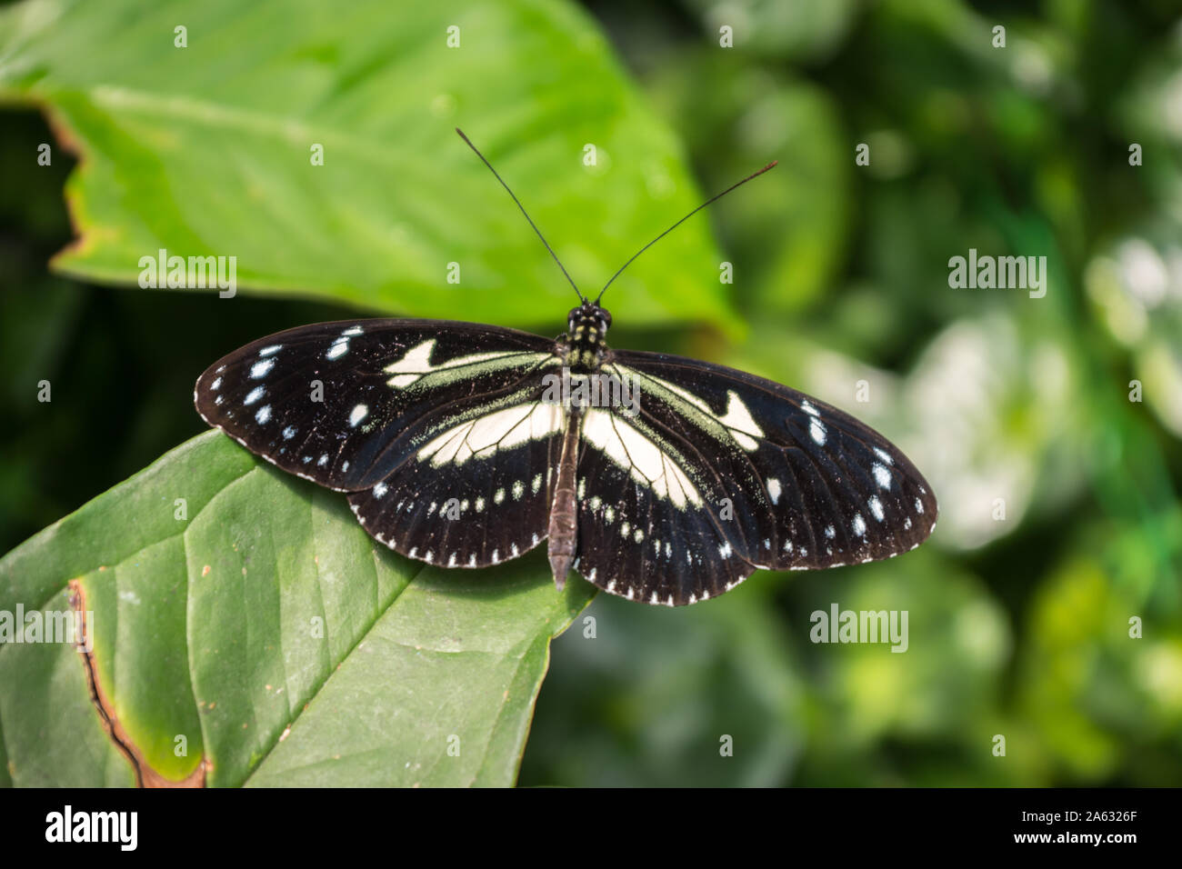 South Pacific Insects High Resolution Stock Photography and Images - Alamy