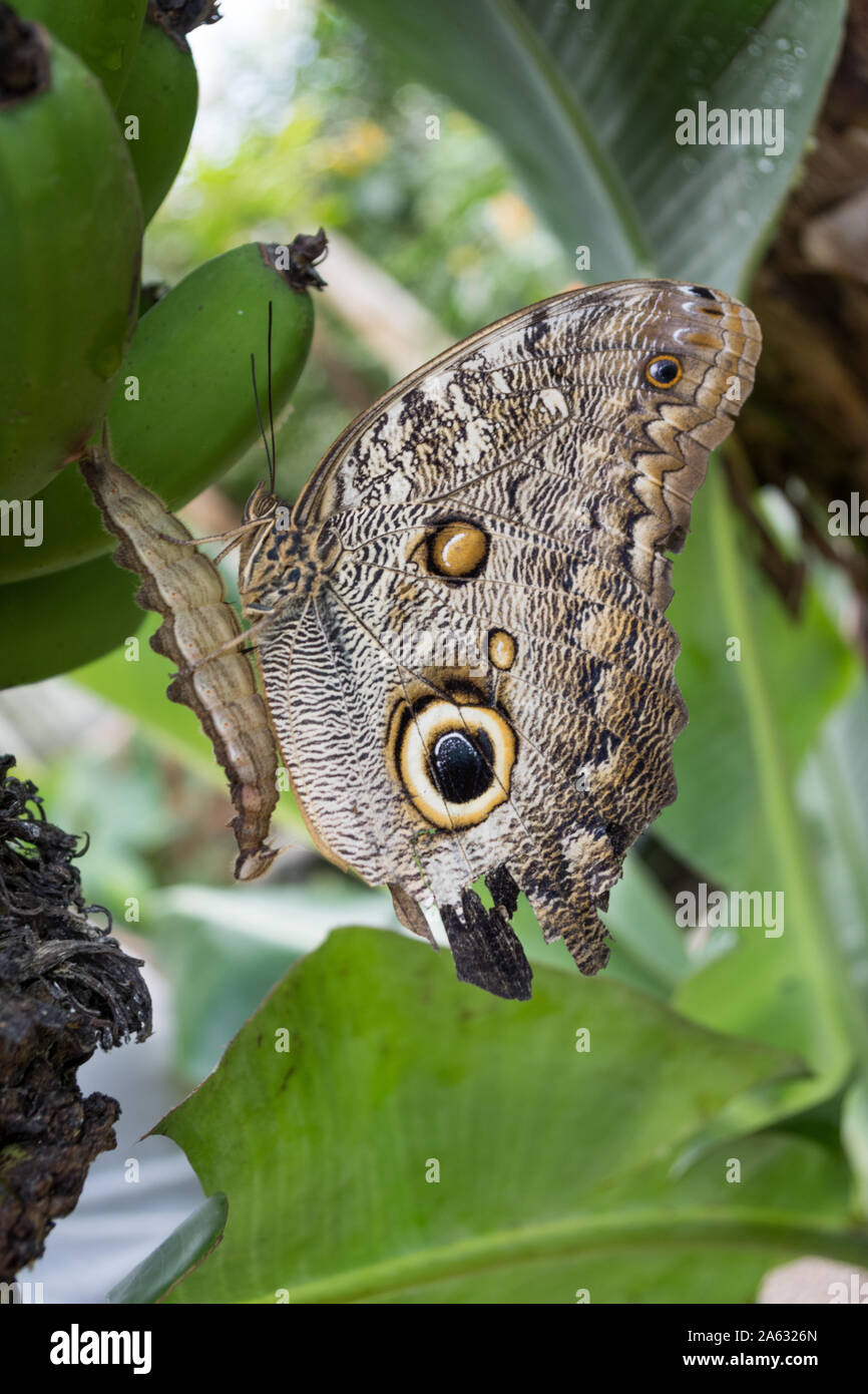 Exotic insect in pacific hi-res stock photography and images - Alamy