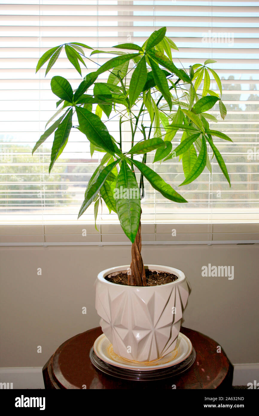 pic of a money tree Pachira aquatica 'Money Tree'  Snakeroot Botanicals