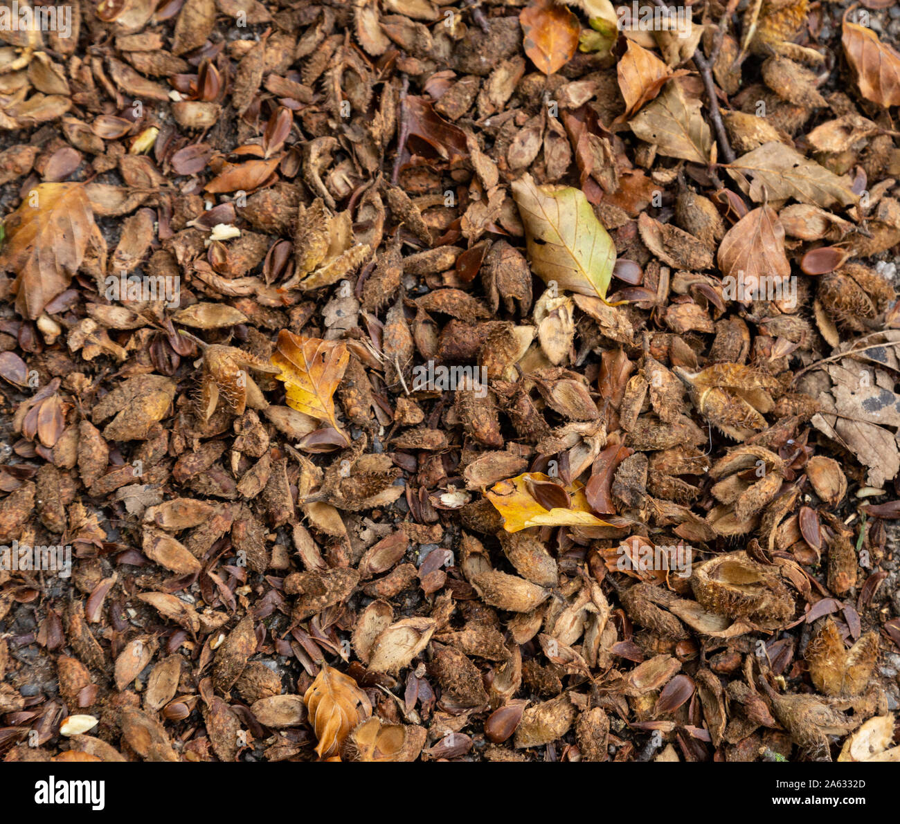 Beech Nut ground cover in Autumn Stock Photo