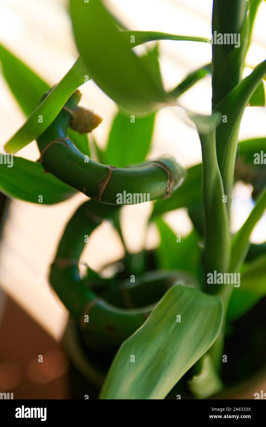 party time plant indoors Alternanthera party time starter plants (5 pack) – GoldenGreeneryCo main image 1