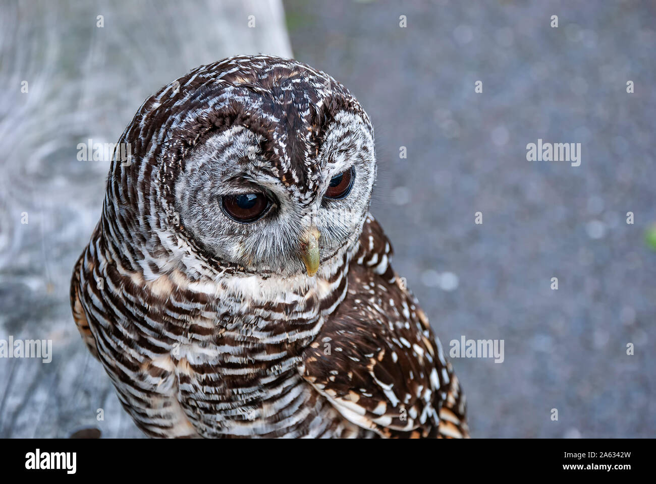 Close up of a Chaco Owl (Strix chacoensis) Stock Photo