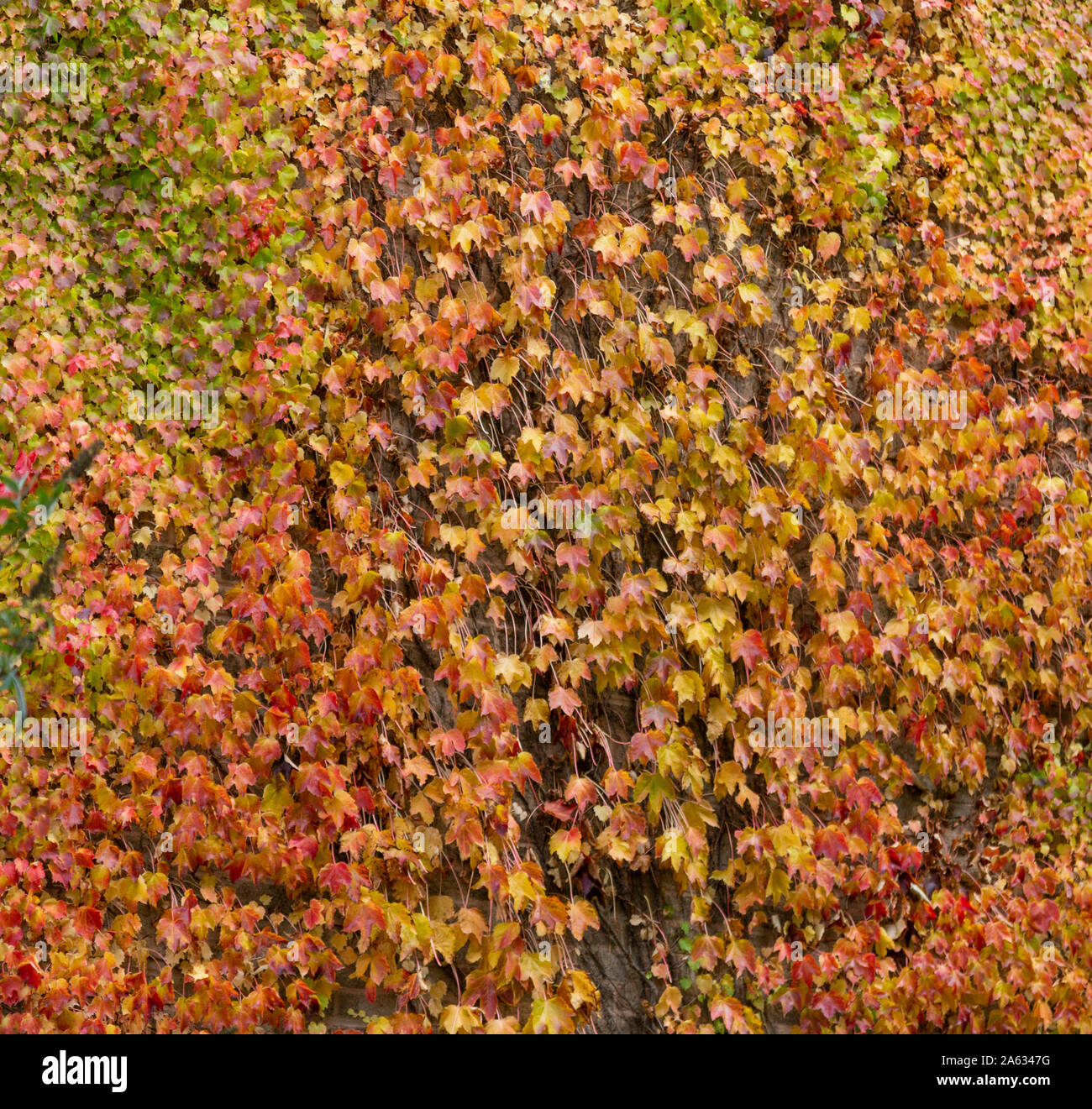 House covered in virginia creeper hires stock photography and images