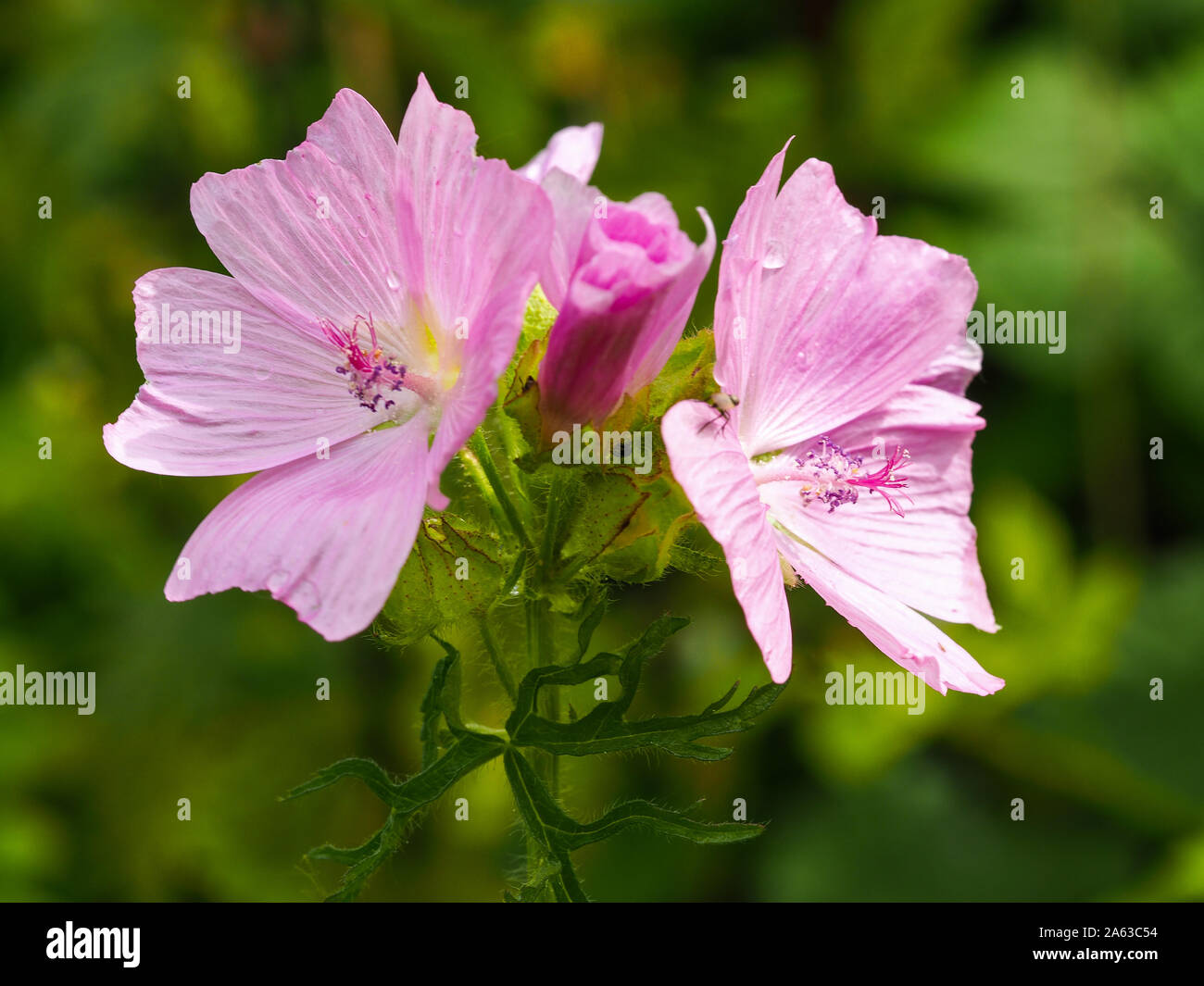 Closeup of pretty pink prairie mallow (Sidalcea) flowers and bud Stock Photo