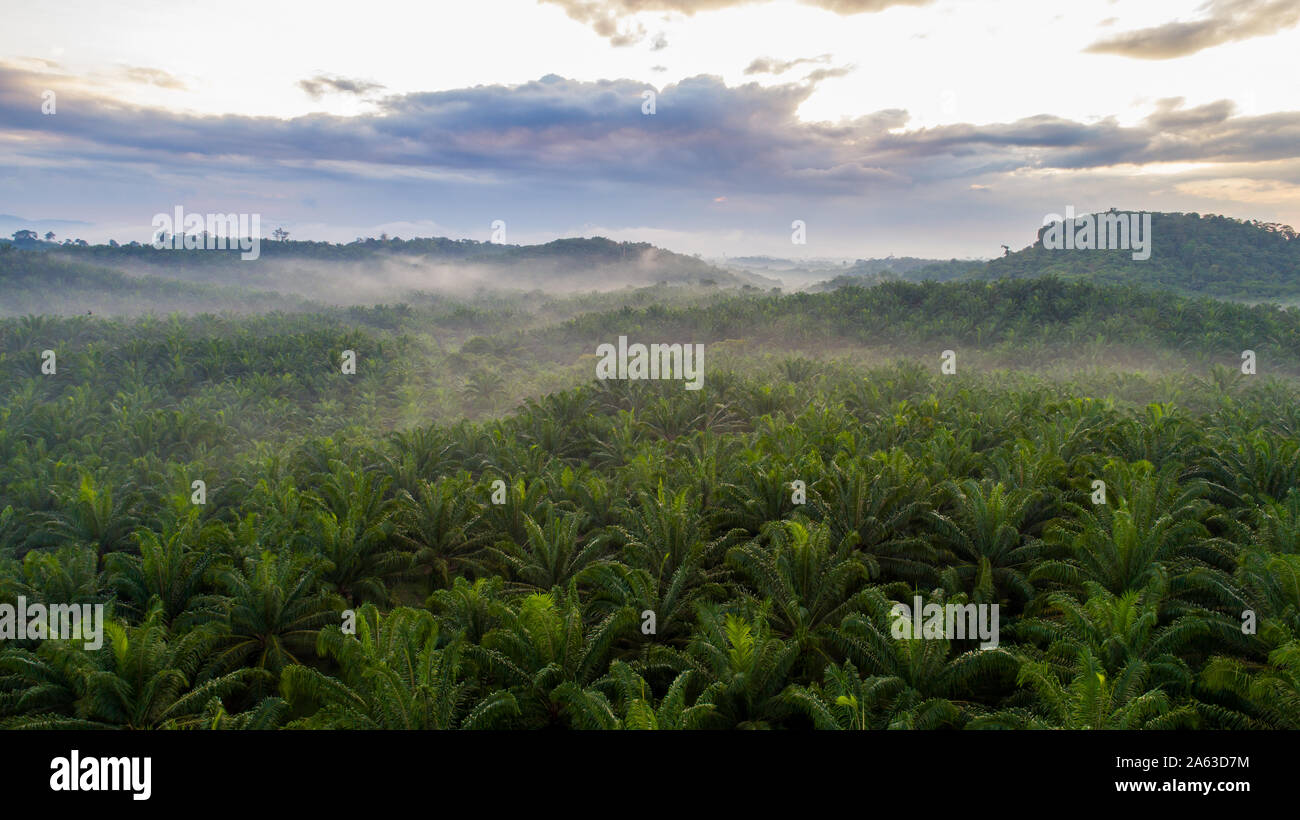 A palm tree plantation from the sky at Malaysia Stock Photo