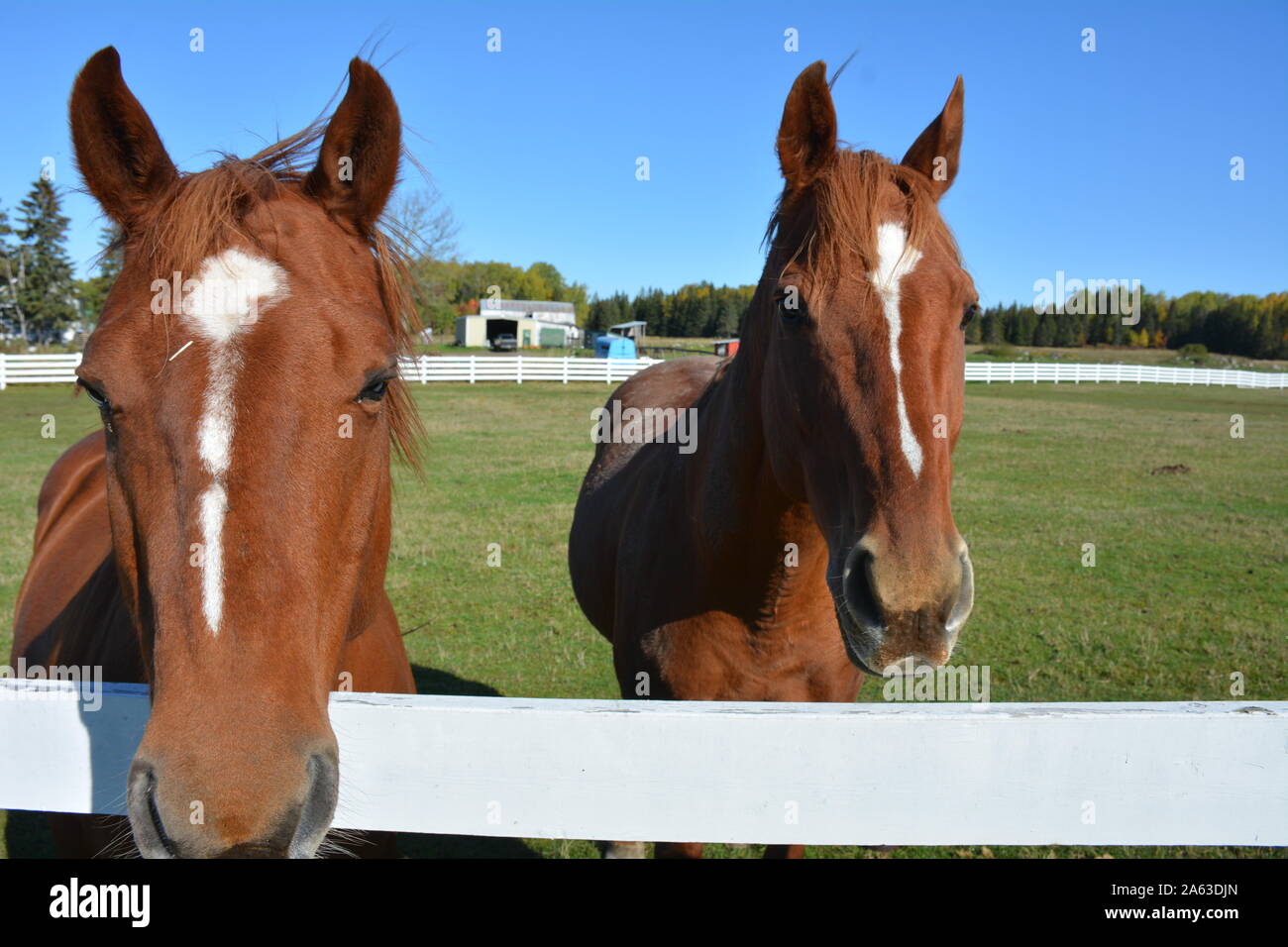 Two brown horses white faces hi-res stock photography and images - Alamy