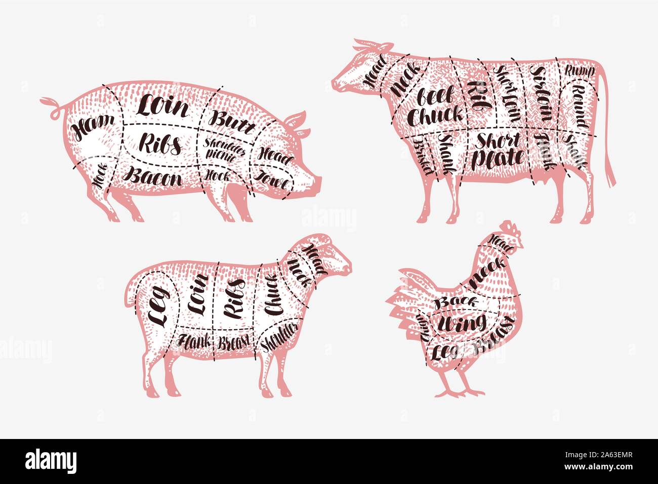 Meat cutting scheme. Butcher shop, butchery concept. Vintage vector illustration Stock Vector