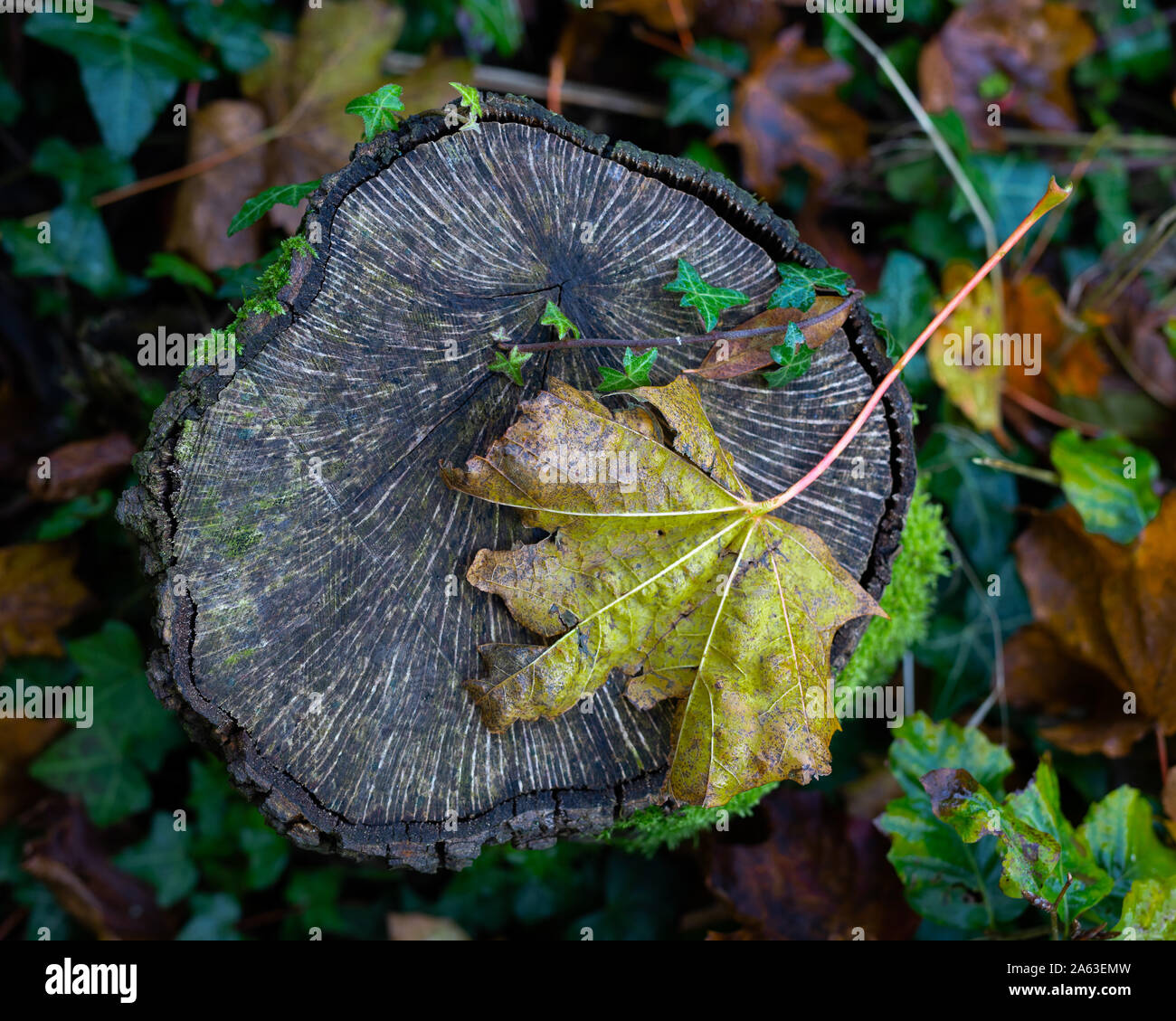 Ember red leaf hi-res stock photography and images - Alamy