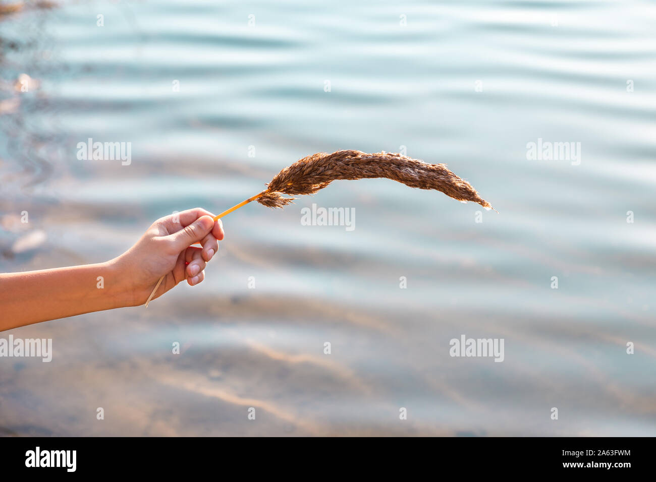 Hand holds branch of inflorescence Hierochloe odorata on water background. Stock Photo
