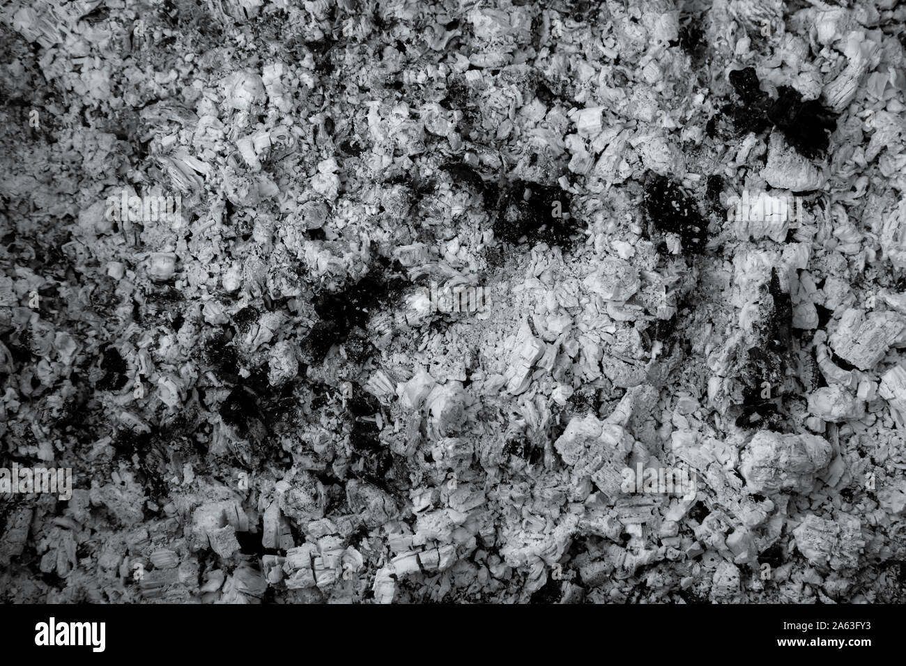 Light gray Abstract Textures Ash wood background closeup Stock Photo