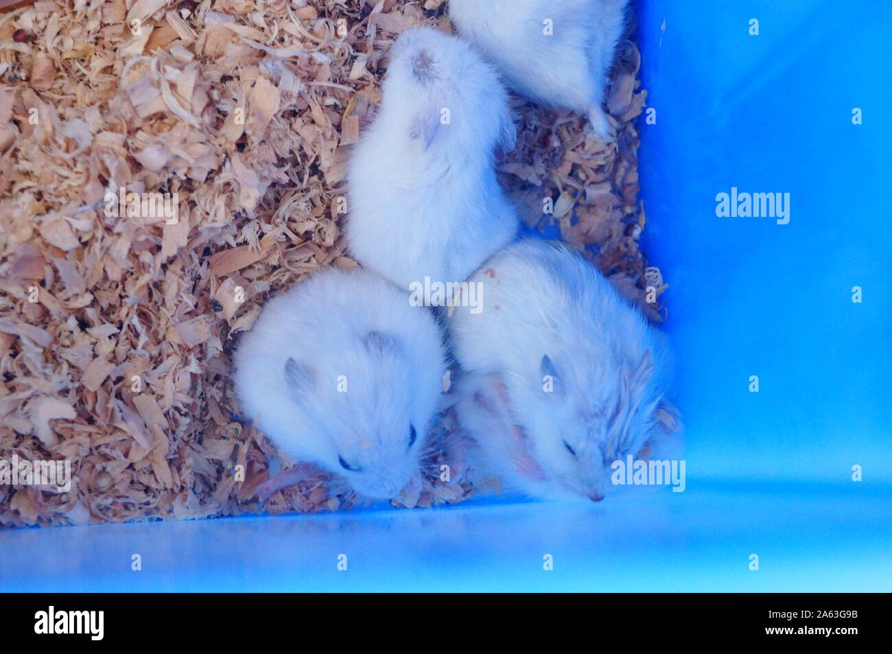 A litter of hamsters, sleeping or moving, so cute Stock Photo Alamy