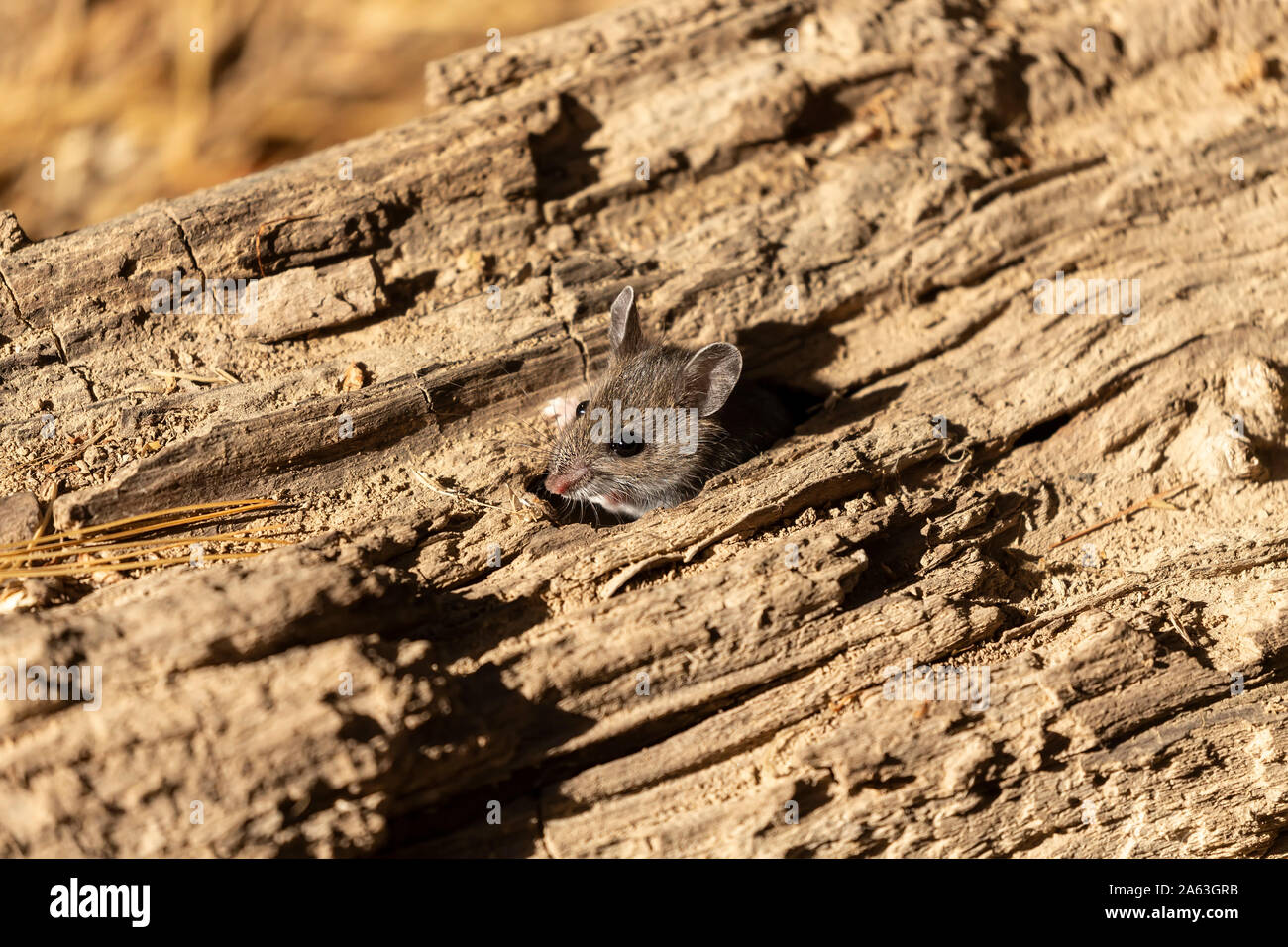 Deer mouse white footed hires stock photography and images Alamy