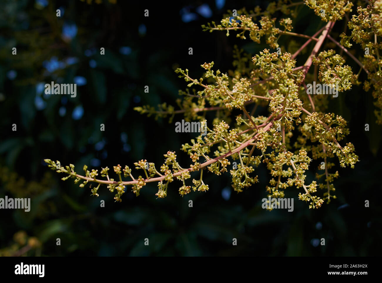 https://c8.alamy.com/comp/2A63H2X/flower-of-mango-tree-in-early-season-2A63H2X.jpg
