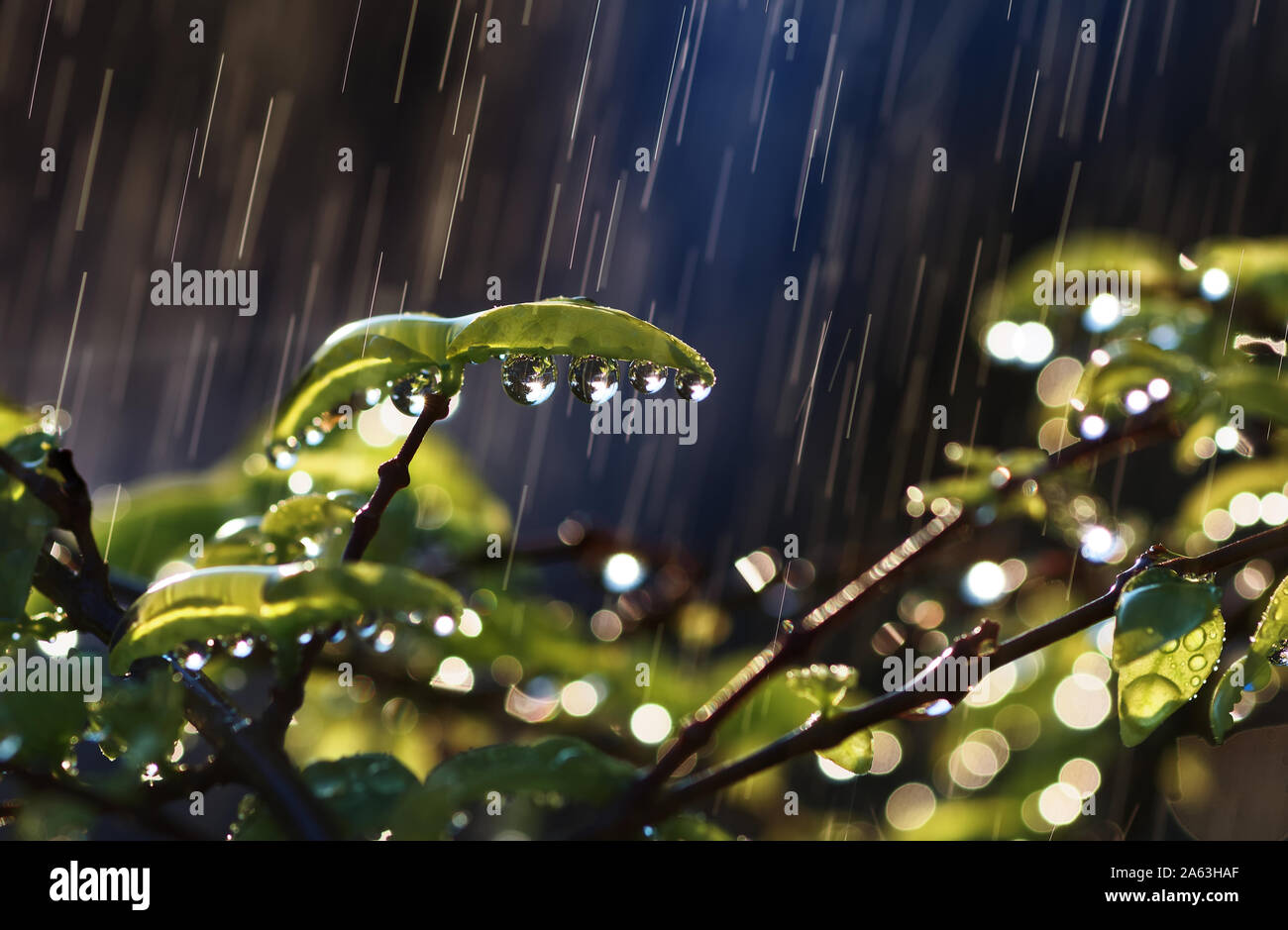 Water drops on leaf and twig on a rainy day Stock Photo