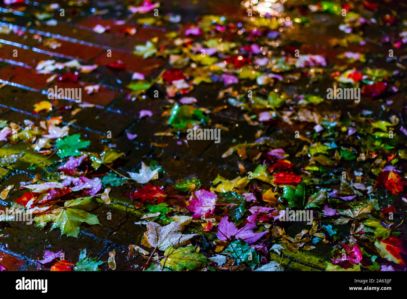 multicolor autumn leaves fallen on a rainy brick sidewalk Stock Photo ...