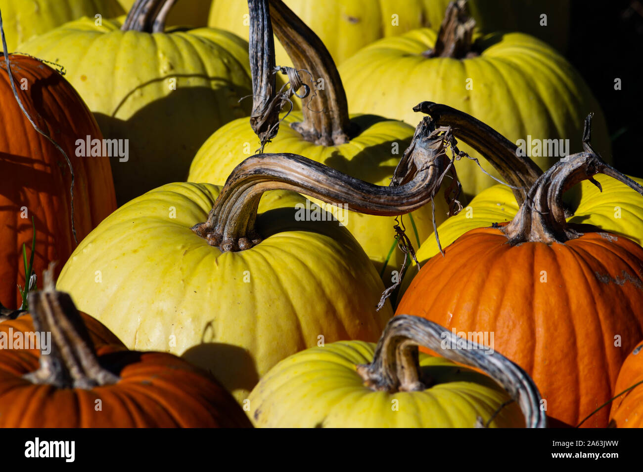 many pumpkins and gourds together in a patch Stock Photo Alamy