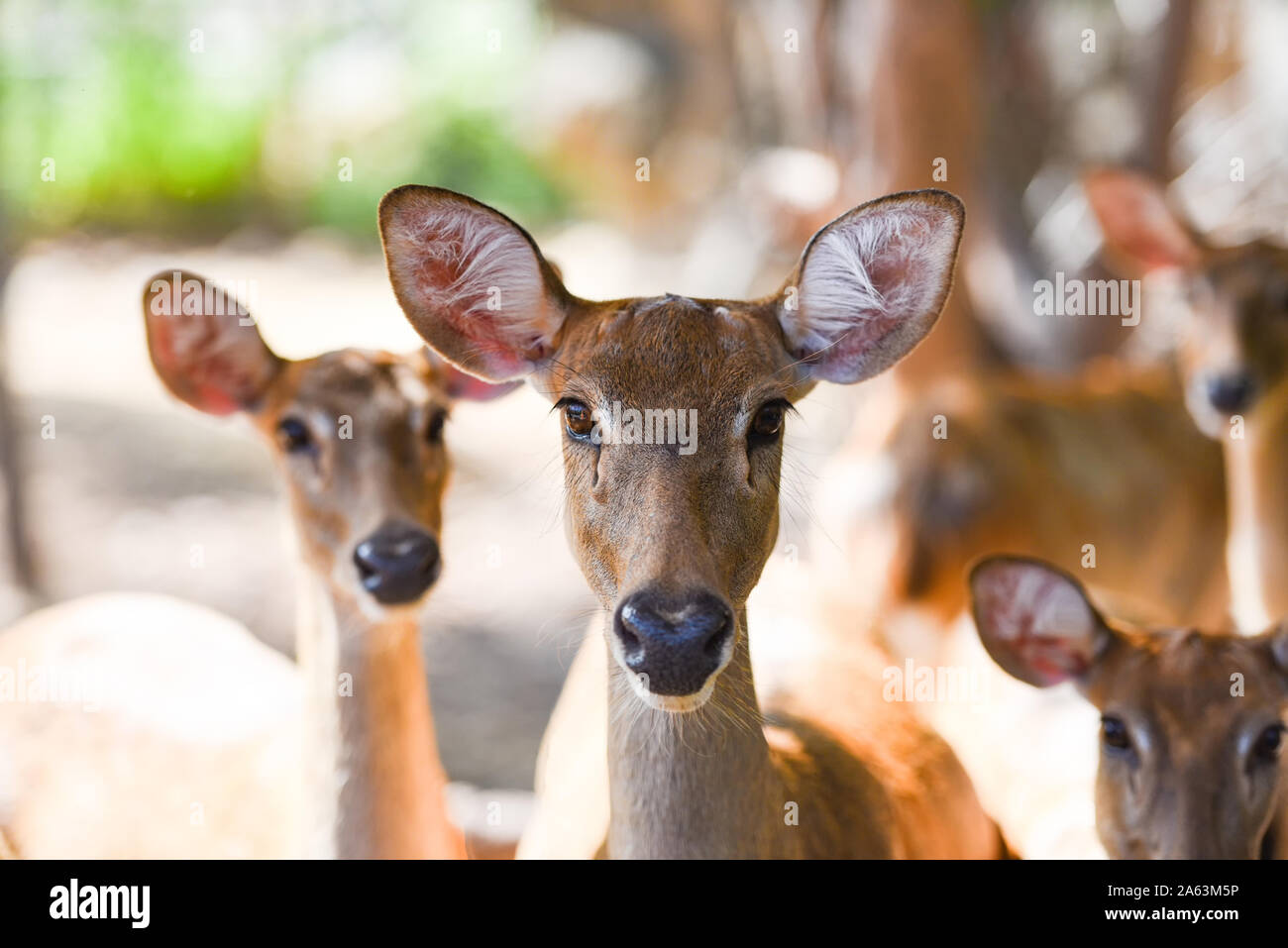 Eld's deer or Panolia eldii , Thamin , Brow-antlered deer in the farm national park Stock Photo