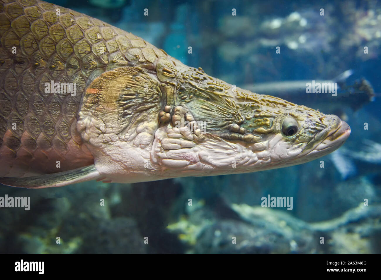 Arapaima fish - Pirarucu Arapaima gigas one largest freshwater fish and river lakes in Brazil / snake head fish Stock Photo
