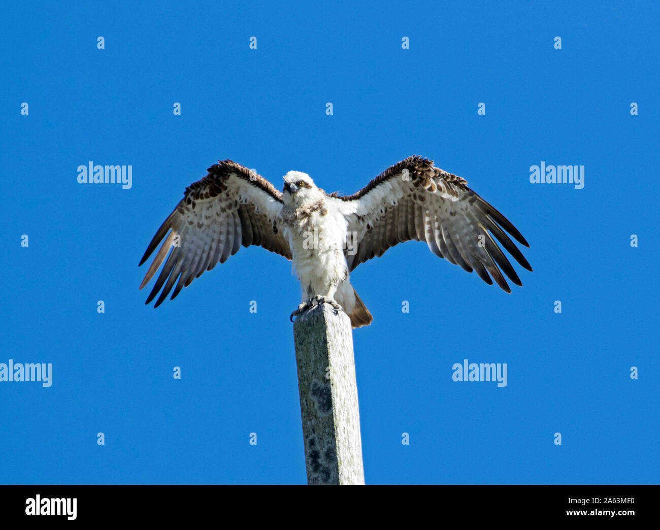 Stunning Australian Eastern Osprey, Pandion cristatus, with wings outstretched against blue sky as it launches itself into flight from a high perch Stock Photo