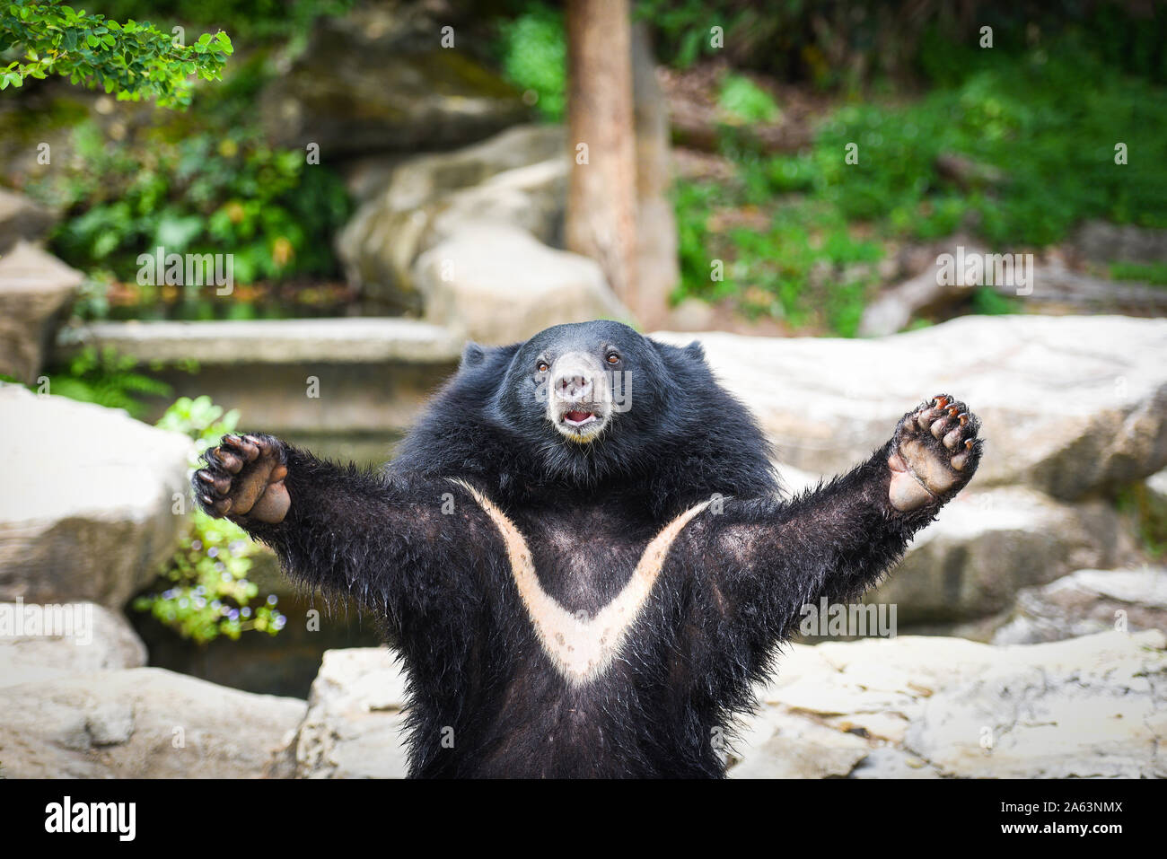 Black Bear With Chest The V Shape Is White Wool Asiatic Black Bear 
