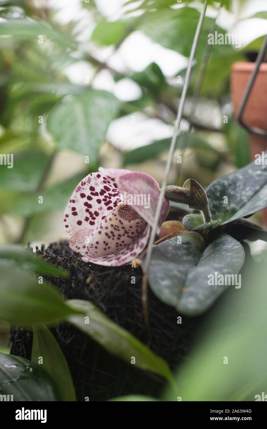 Paphiopedilum bellatulum - egg in a nest orchid. Stock Photo