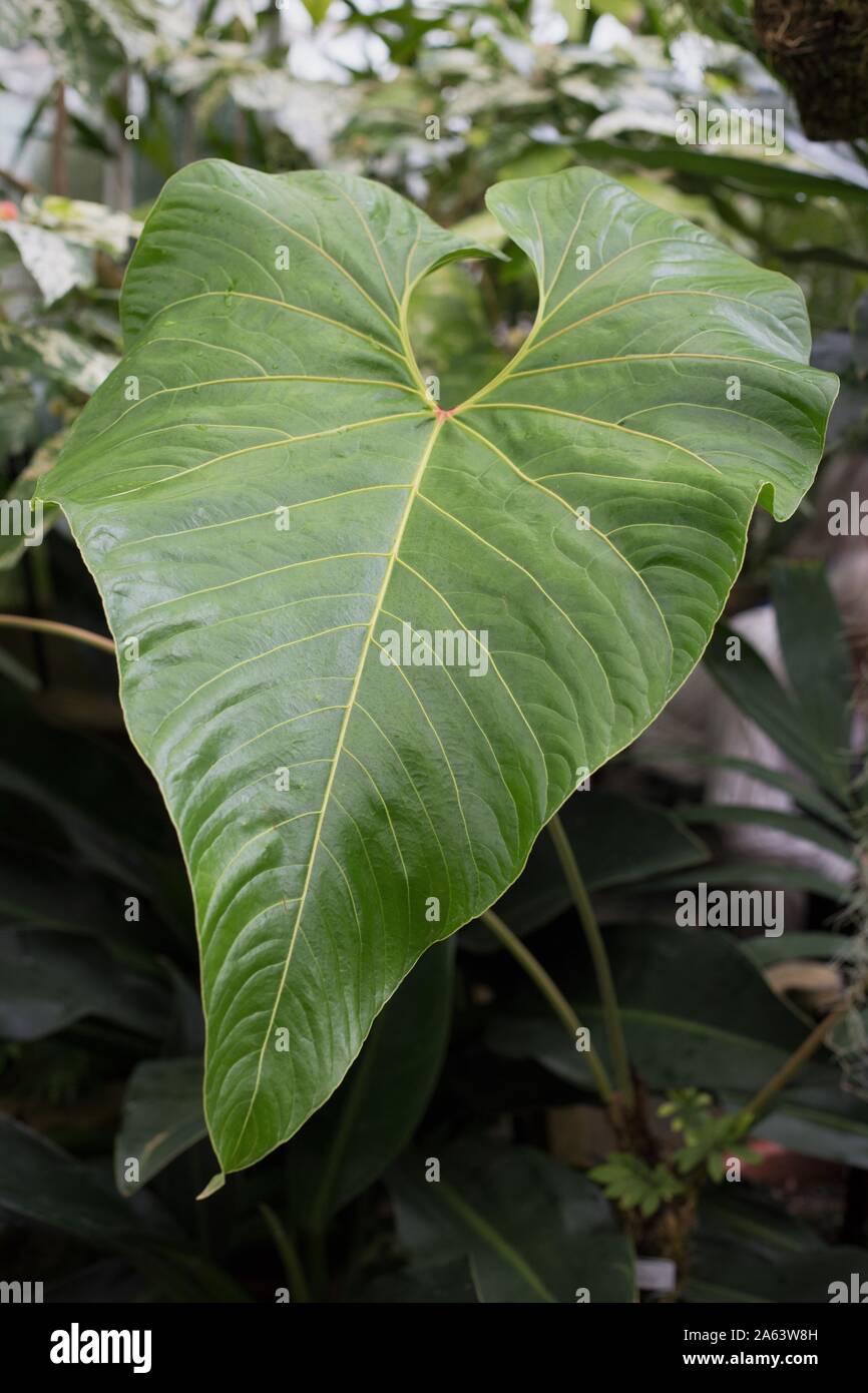 anthurium flamingo plant Anthurium - Pink or Red Flamingo main image 0