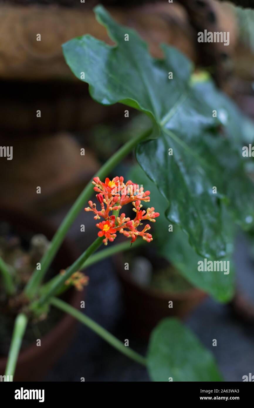 Jatropha podagrica - Buddha Belly plant. Stock Photo