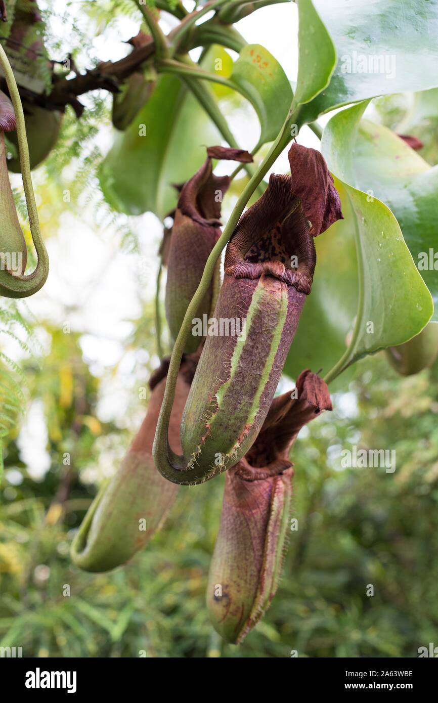 Nepenthes robcantleyi - Robert Cantley's pitcher plant. Stock Photo