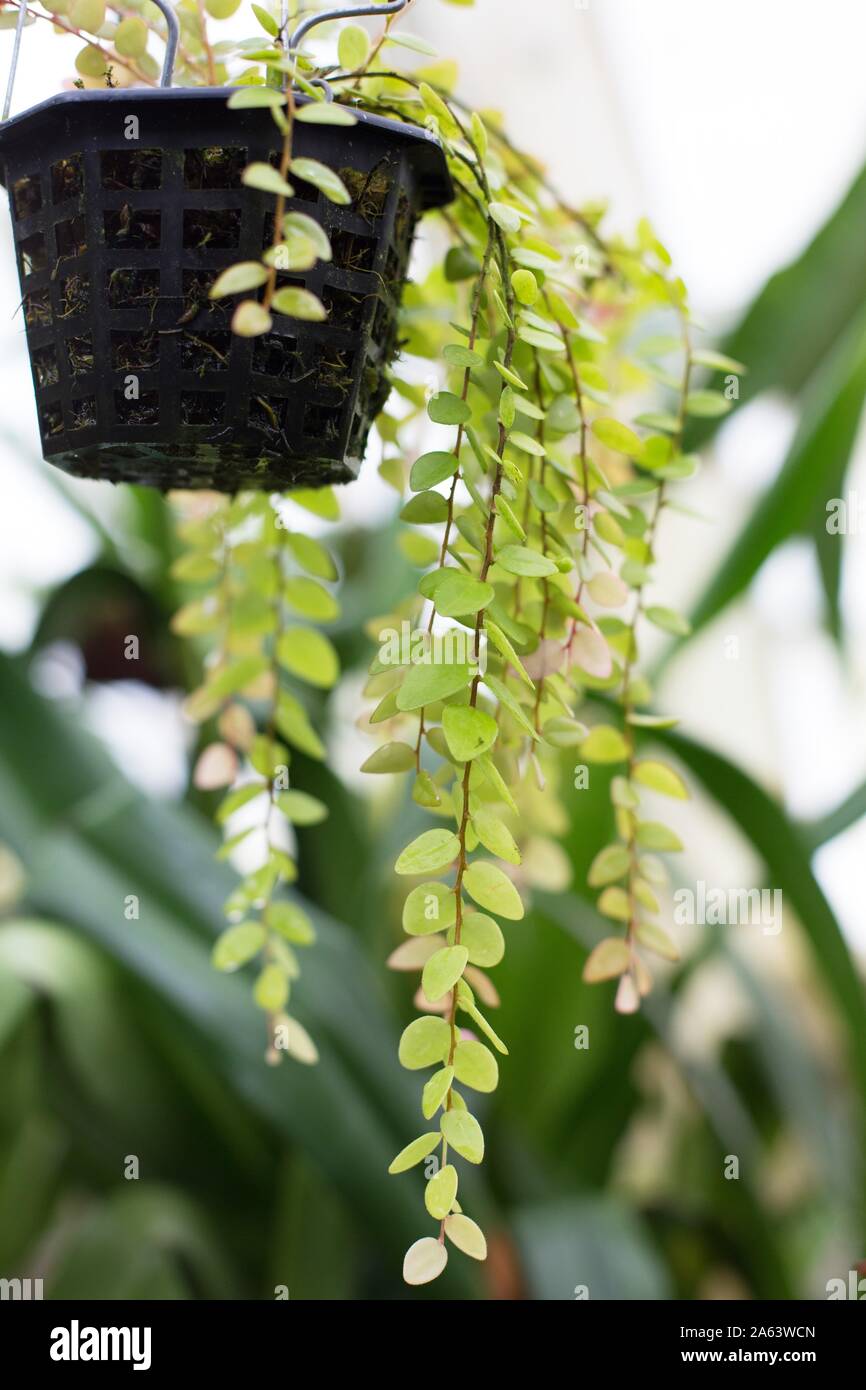 Sphyrospermum buxifolium plant in a hanging planter. Stock Photo