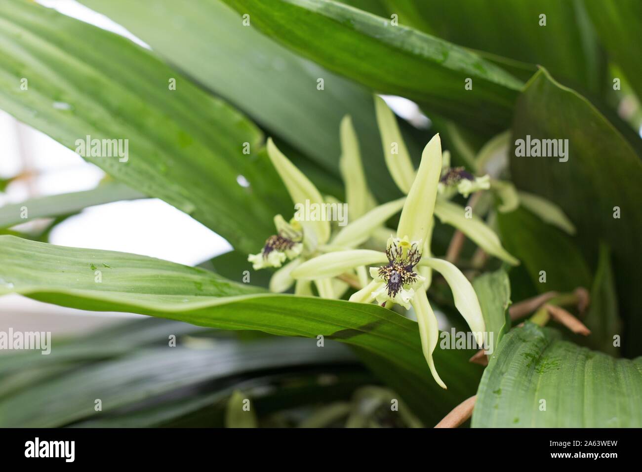 Coelogyne pandurata orchid. Stock Photo