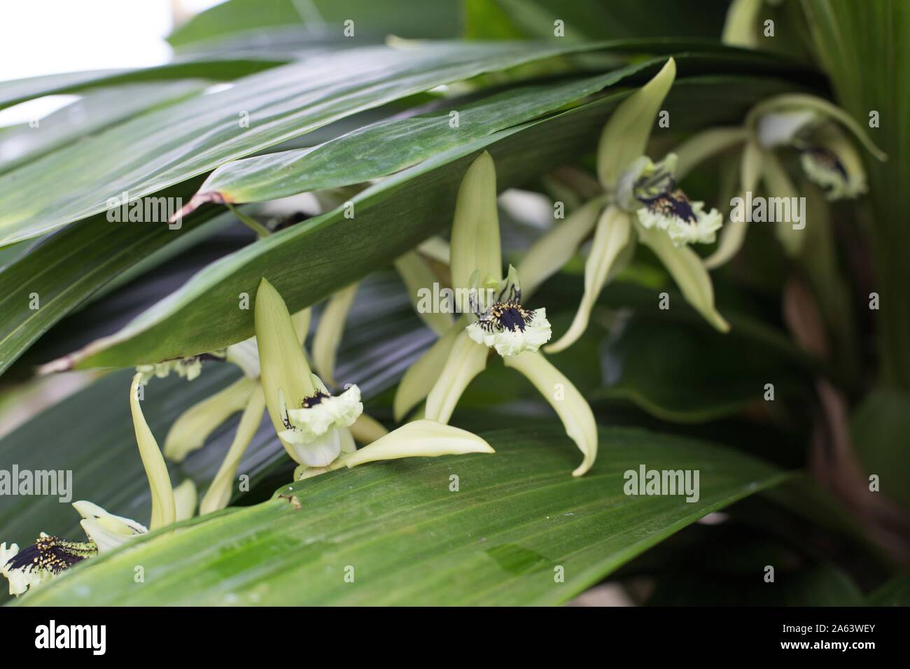 Coelogyne pandurata orchid. Stock Photo