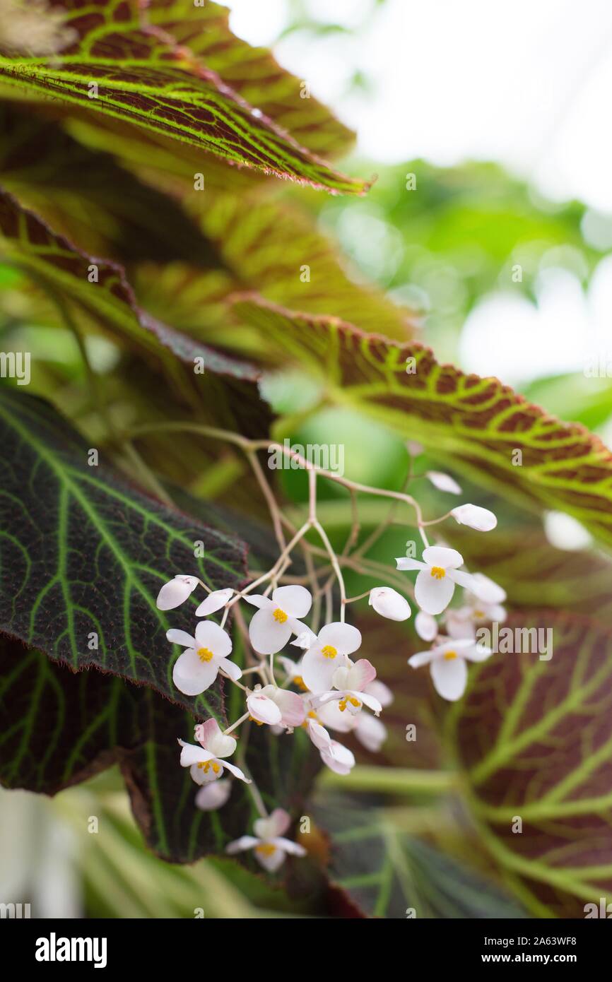 Begonia chloroneura plant. Stock Photo
