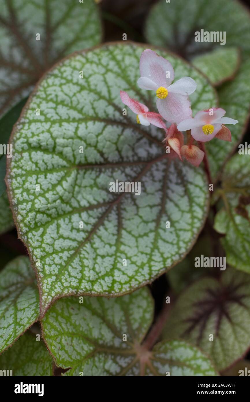 A flowering begonia plant. Stock Photo